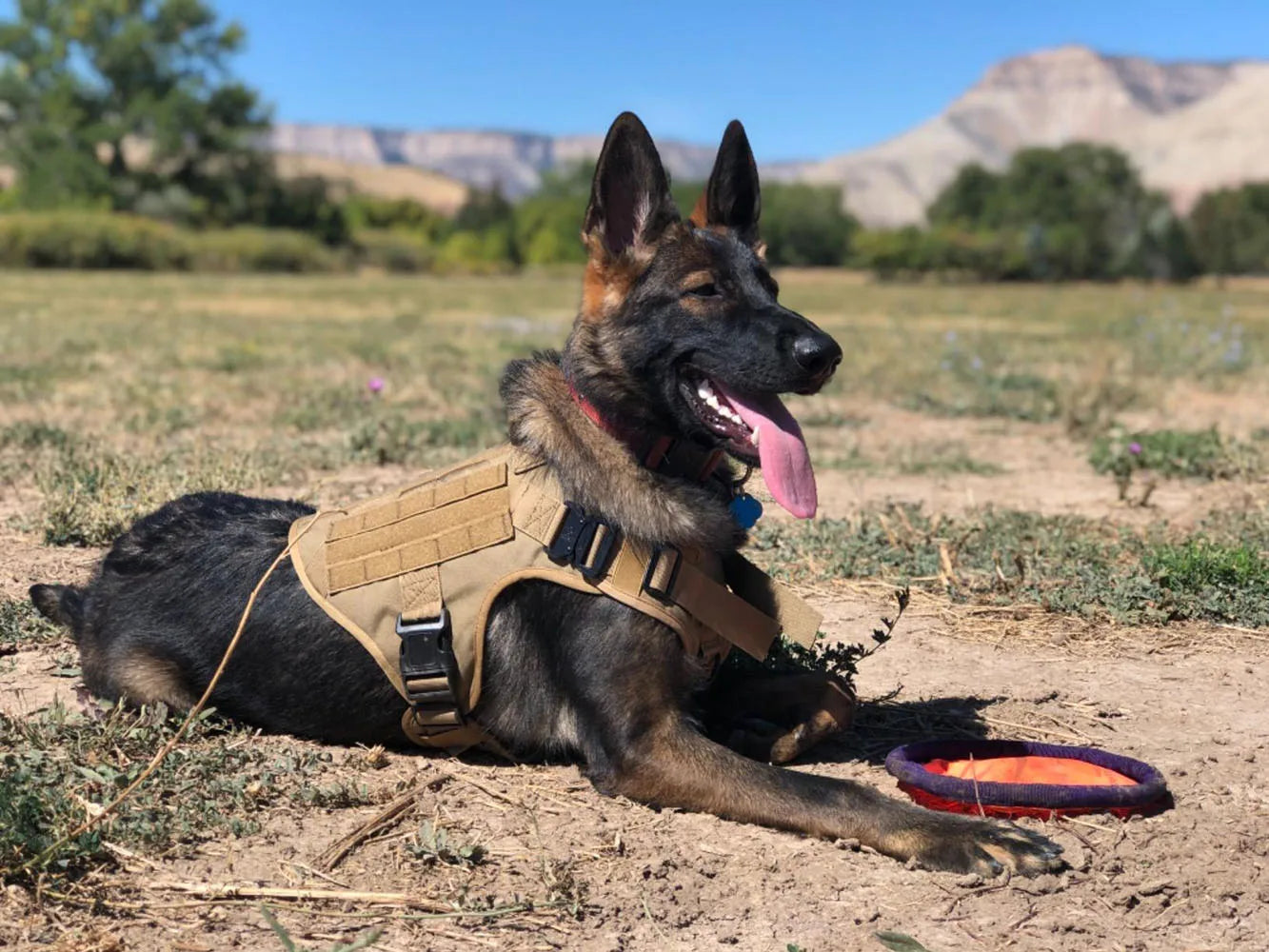 Large Dog Collar Military Harness