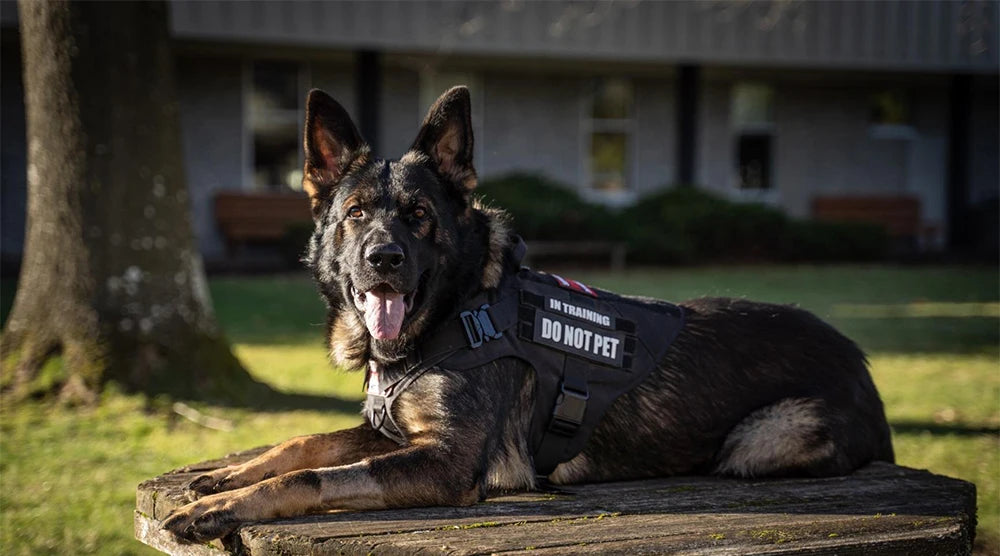 Large Dog Collar Military Harness