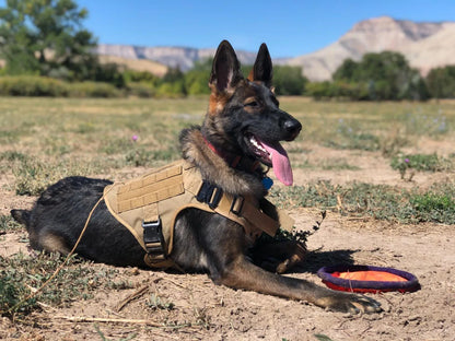 Large Dog Collar Military Harness